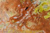 Colorful, Polished Petrified Wood (Araucarioxylon) - Arizona #147899-2
